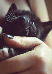 Close-up of hand with cat