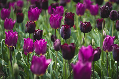 Close-up of purple tulip flowers in field