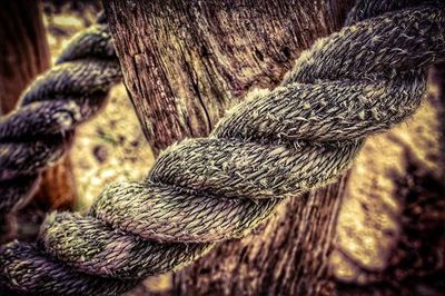 Close-up of tree trunk