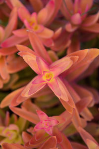 Close-up of pink flowering plant