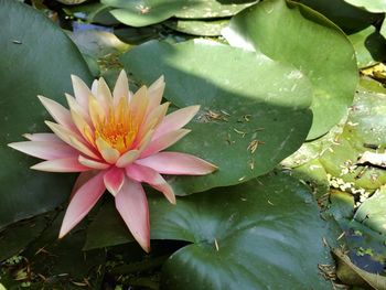 Close-up of water lily