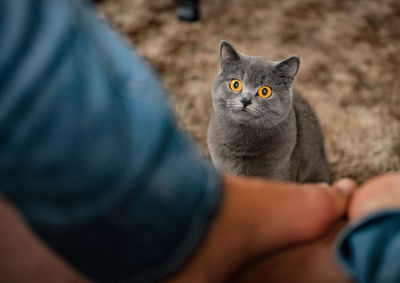 Portrait of cat by person on street