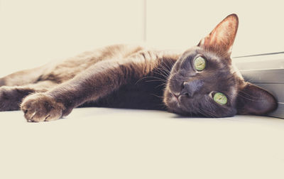 Close-up portrait of cat
