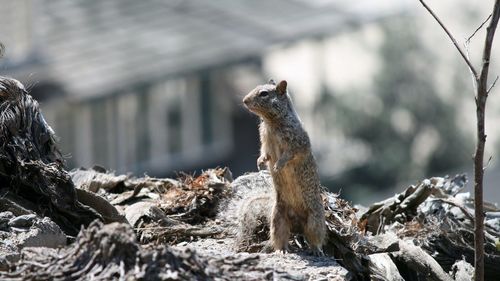 Squirrel on rock