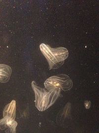 Close-up of jellyfish swimming in sea