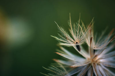 Close-up view of the dry flower