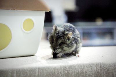 Close-up portrait of a cat