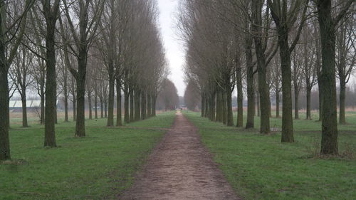 Road amidst trees in forest