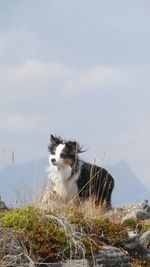 Dog sitting on grass against sky