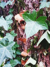 Close-up of leaves