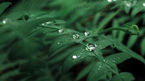 Close-up of raindrops on leaves