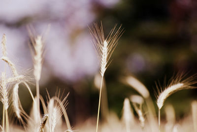 Close-up of fresh plant on field