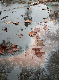 High angle view of autumn leaves floating on water