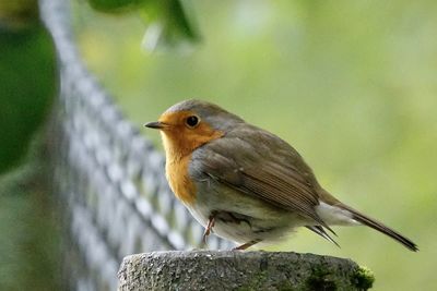 Close-up of bird perching