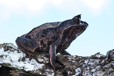 Low angle view of a lizard on rock