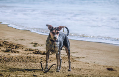 Dog on beach against sea