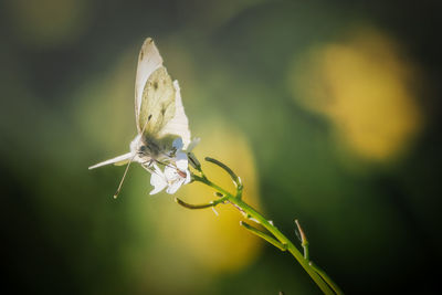 Close-up of butterfly pollinating on flower