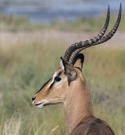 Close-up of gazelle on field