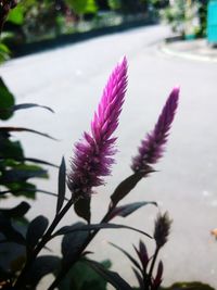 Close-up of purple flowers blooming outdoors