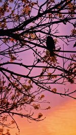 Low angle view of silhouette bird perching on tree against sky