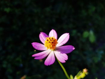 Close-up of honey bee on flower blooming outdoors