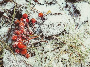 Close-up of plants