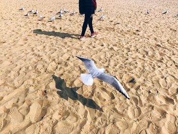 Low section of man standing on beach