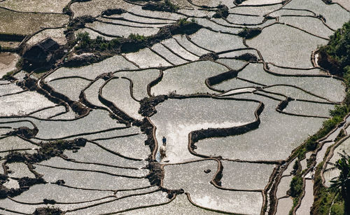 High angle view of agricultural field