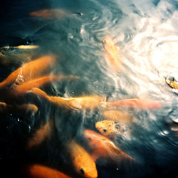 Close-up of koi fish swimming in water