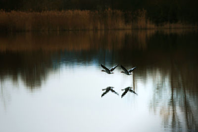 Close-up of birds flying over lake