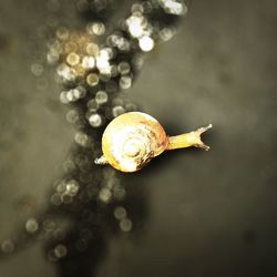 Close-up of snail