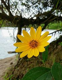 Close-up of yellow flower