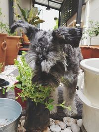 Dog in potted plant