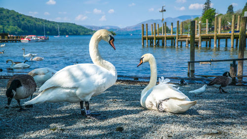 Swans swimming on lake against sky