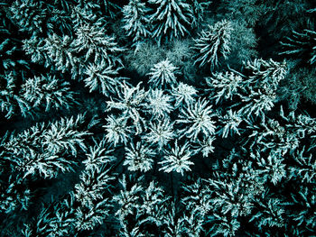 Full frame shot of frozen plants