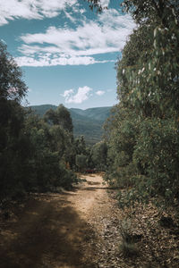 Scenic view of forest against sky