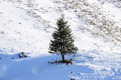 Trees on snow covered land