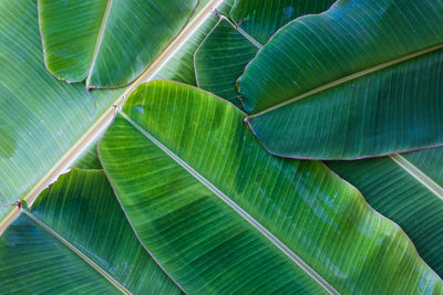 Full frame shot of leaf