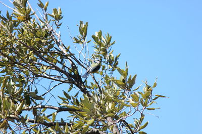 Low angle view of tree against clear blue sky