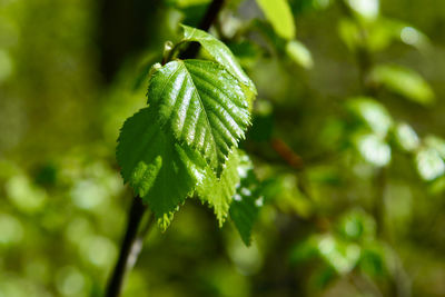 Close-up of green leaves on branch