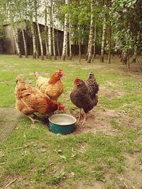 View of rooster on field