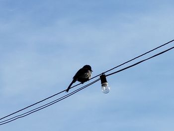 Low angle view of bird perching on cable