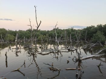 Reflection of trees in lake