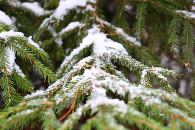 Close-up of pine tree during winter