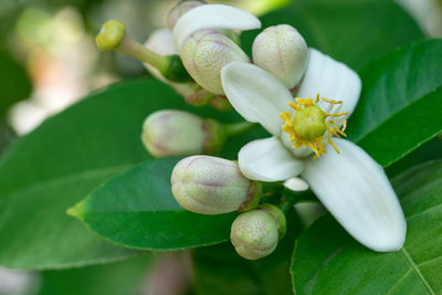 Close-up of white flowering plant leaves