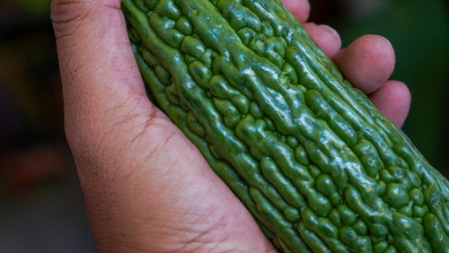 Close up of human hand holding bitter melon fruit