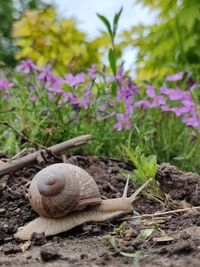 Close-up of snail on field