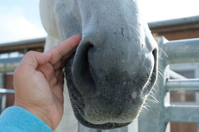 Close-up of person holding hands, horse