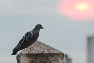 Close-up of bird perching on railing against sky