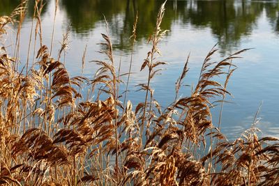Close-up of stalks against calm lake